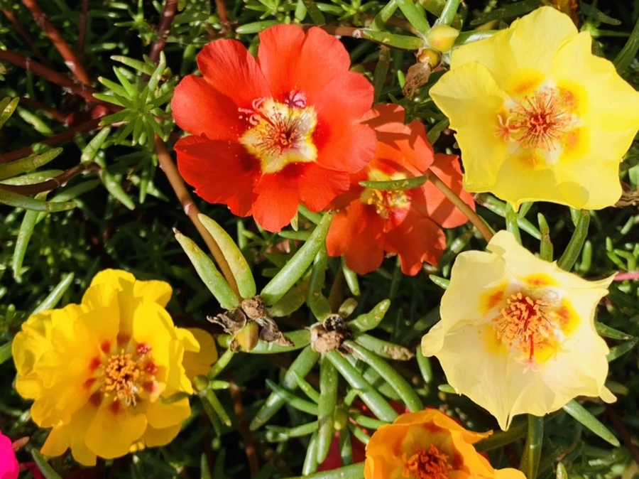 IMG_6678.jpg?type=w966