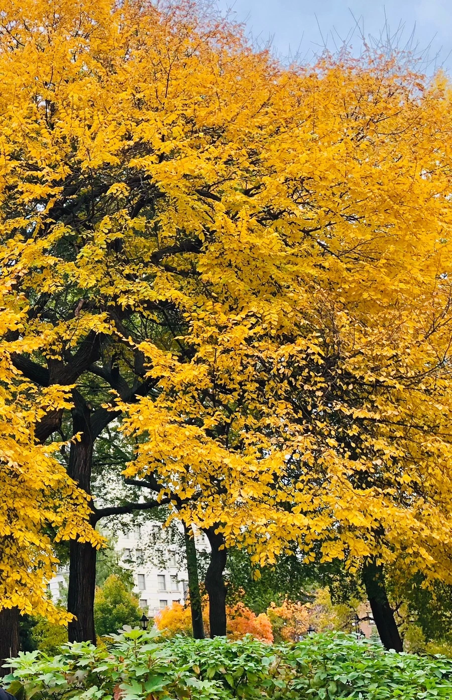 IMG_7243.jpg?type=w966