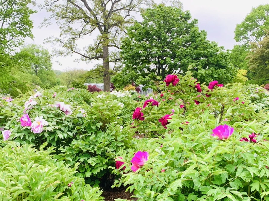 IMG_9996.jpg?type=w966