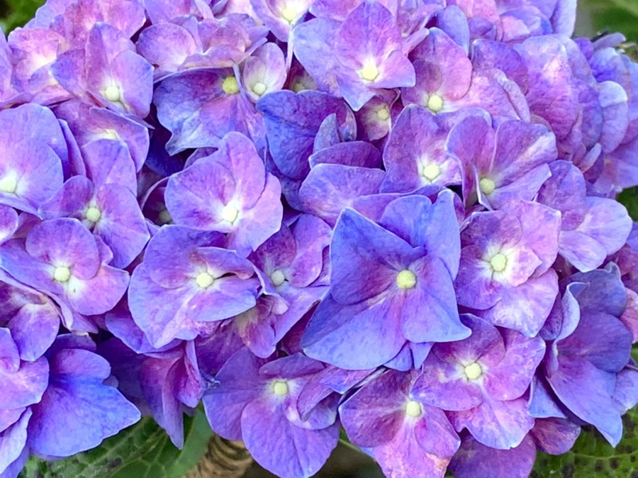 IMG_5314.jpg?type=w966