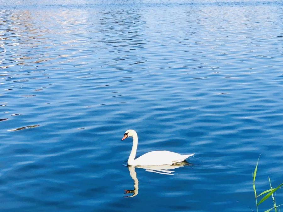 IMG_0916.jpg?type=w966