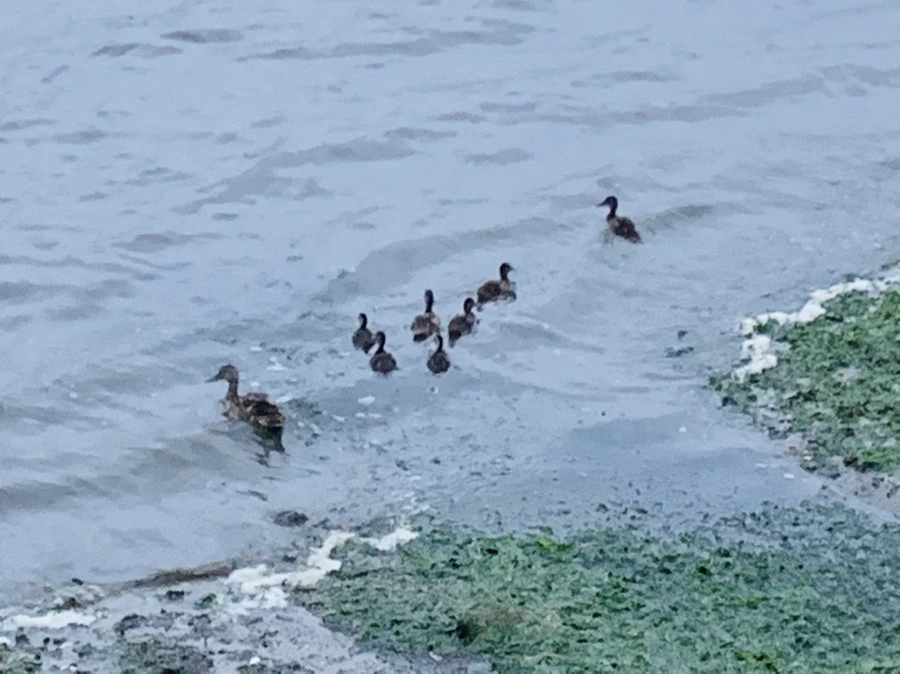 IMG_6773.jpg?type=w966