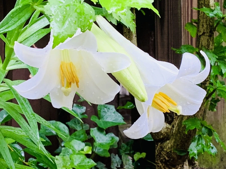 IMG_0111.jpg?type=w966