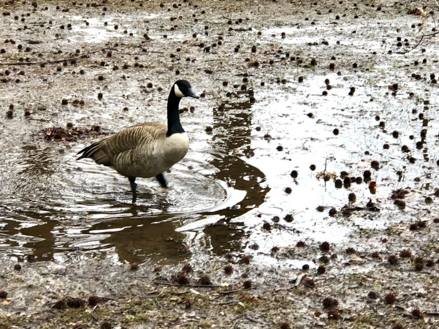 IMG_6548.jpg?type=w966