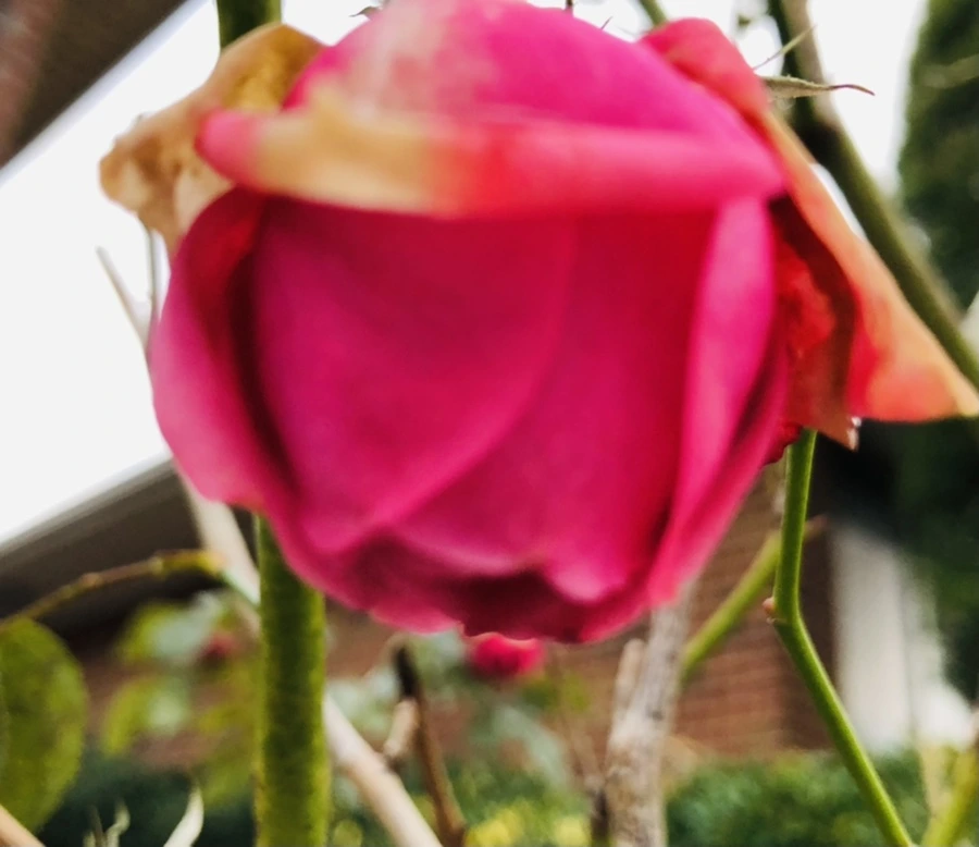 IMG_8179.jpg?type=w966