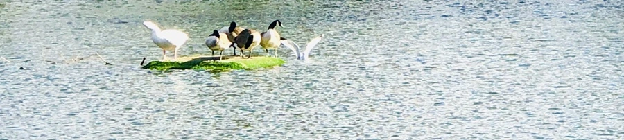 IMG_9237.jpg?type=w966