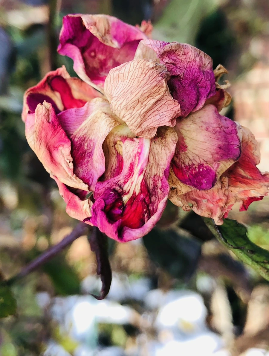 IMG_7721.jpg?type=w966