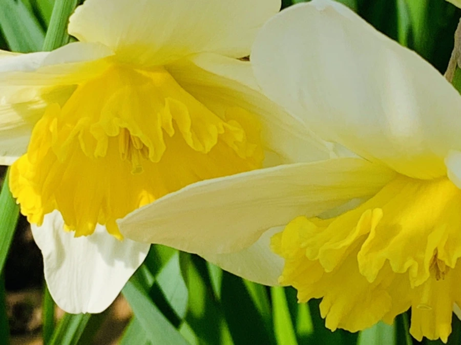 IMG_4173.jpg?type=w966