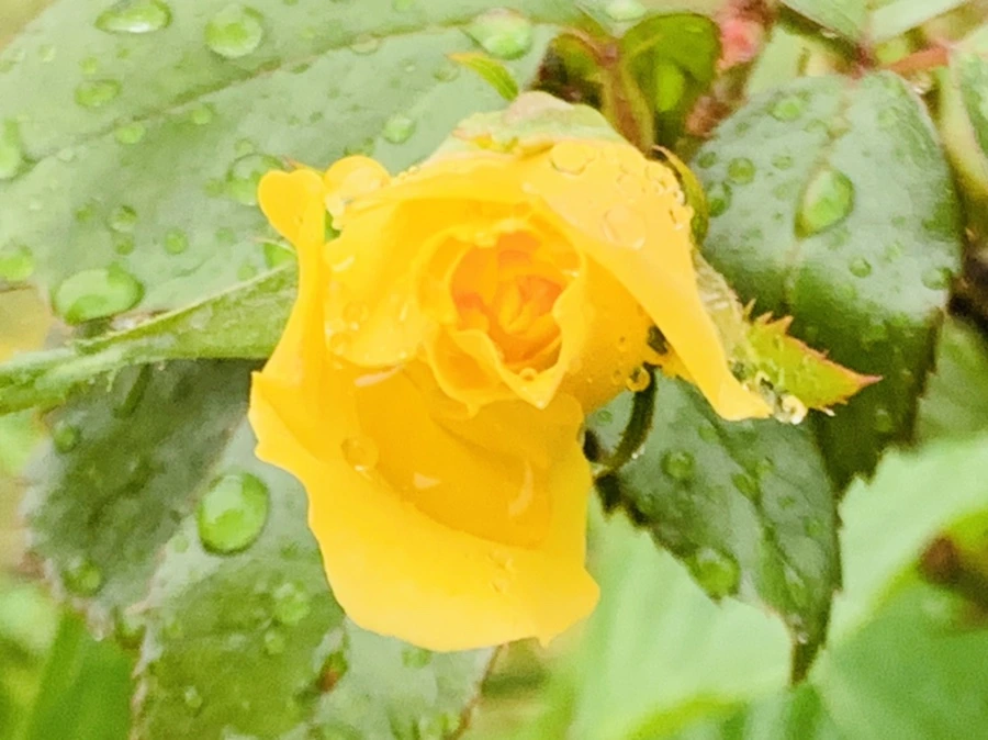 IMG_3678.jpg?type=w966