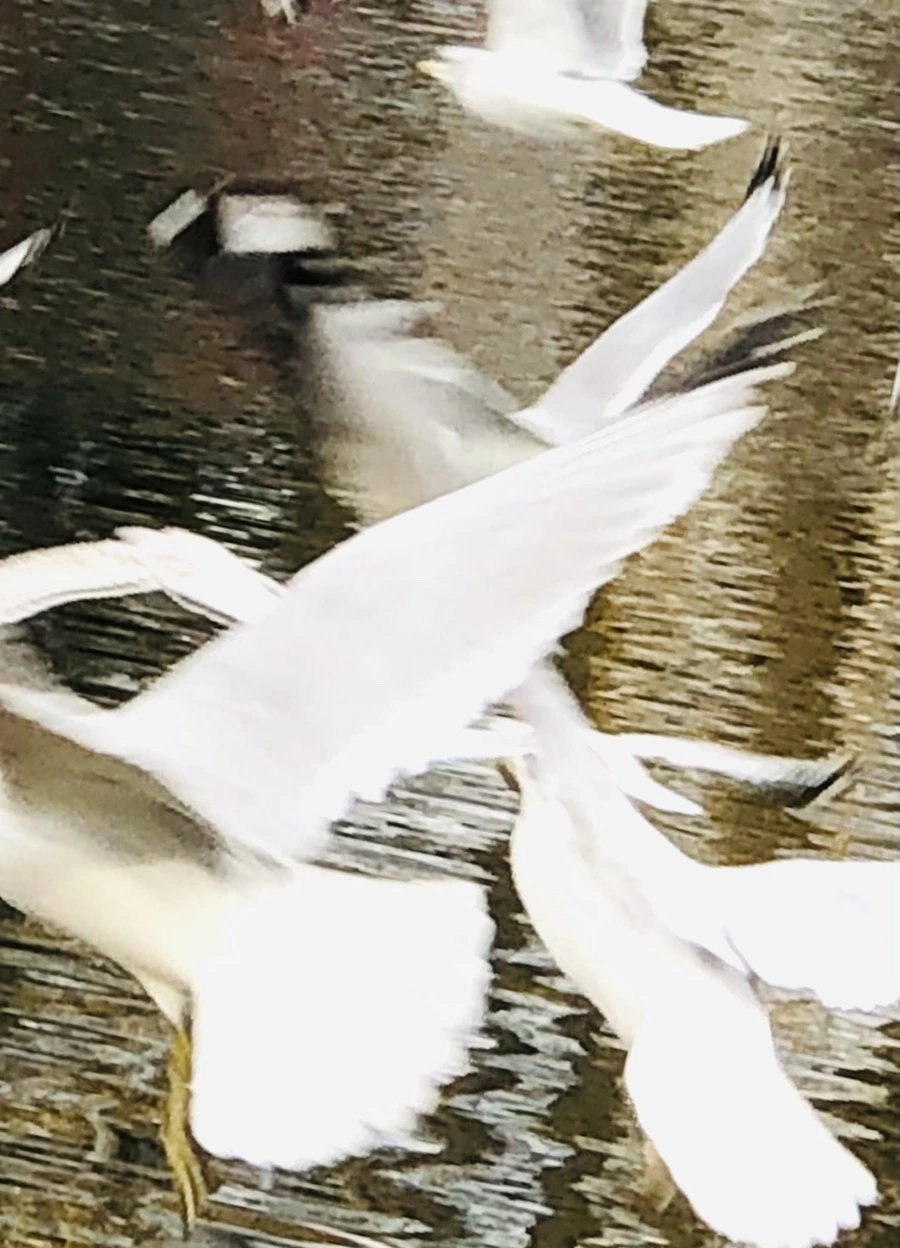 IMG_8637.jpg?type=w966