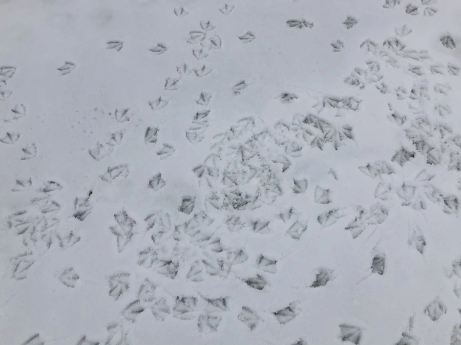 IMG_2566.jpg?type=w966