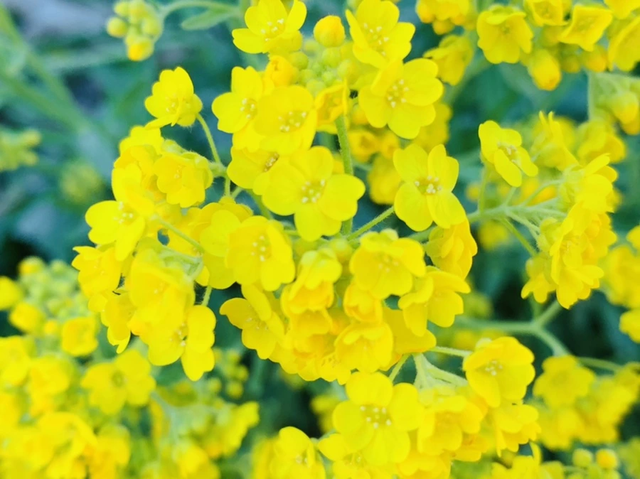 IMG_4175.jpg?type=w966