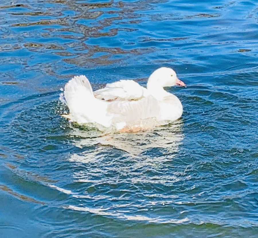 IMG_8918.jpg?type=w966