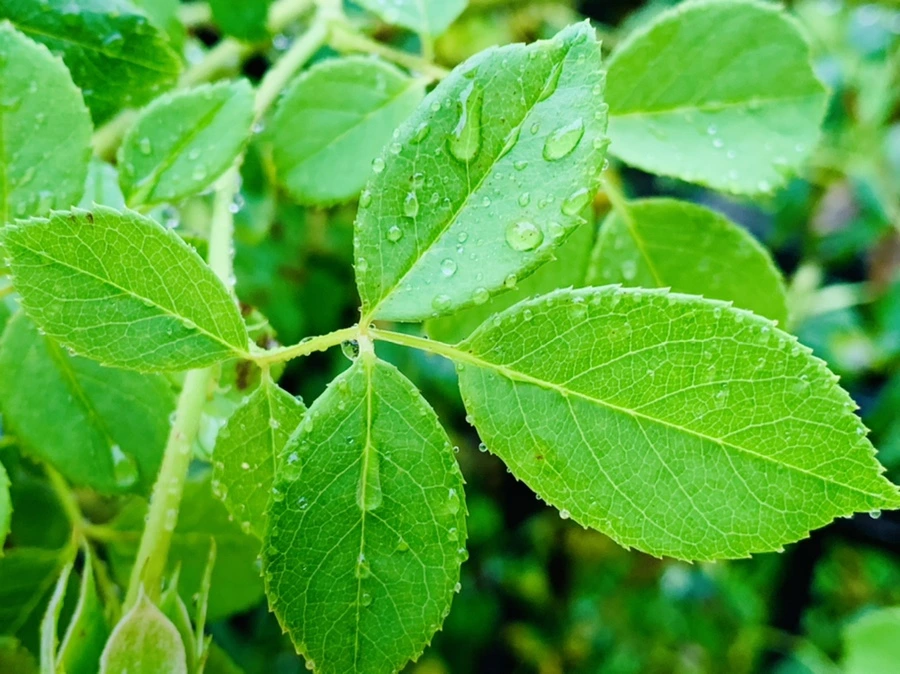 IMG_2714.jpg?type=w966