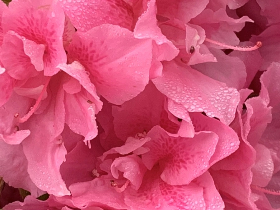 IMG_9687.jpg?type=w966