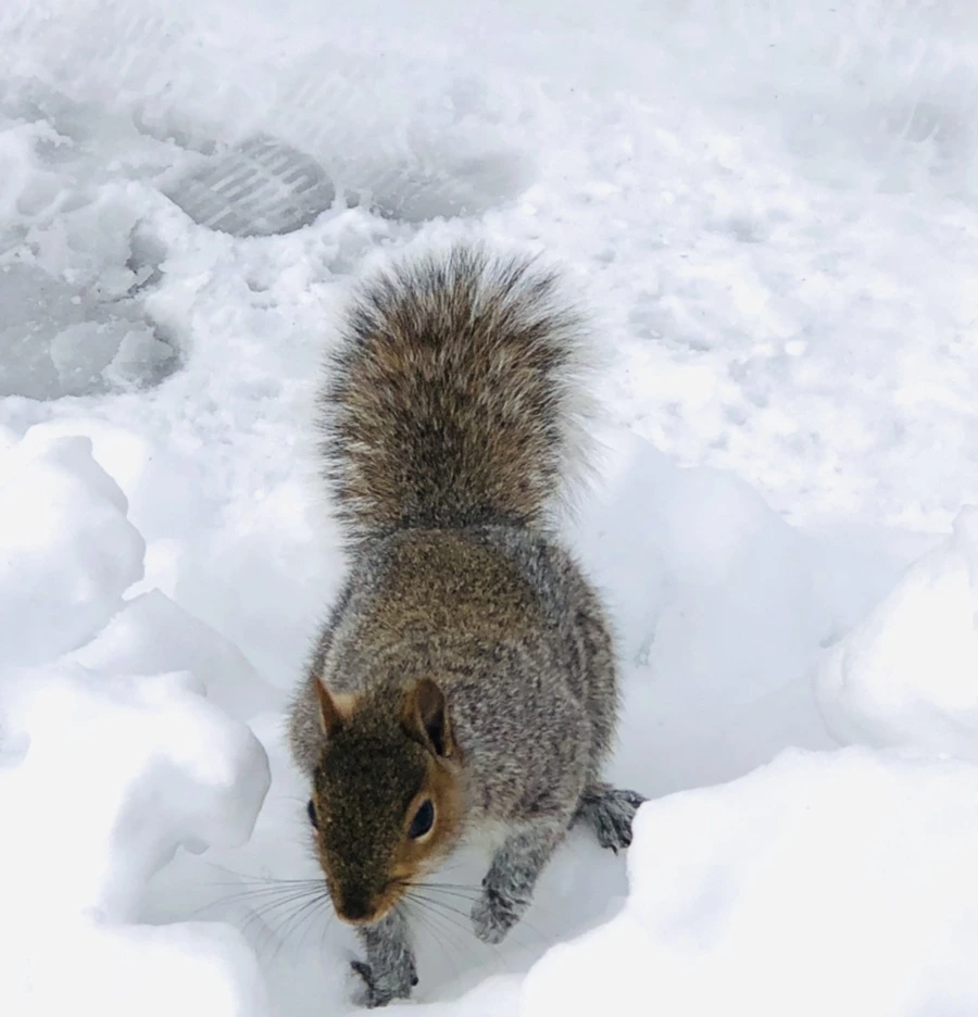 IMG_9243.jpg?type=w966