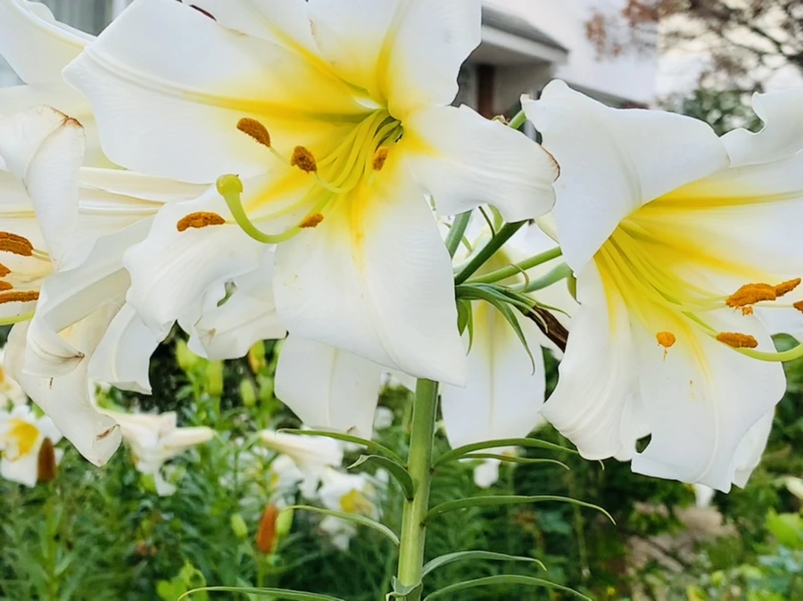 IMG_5635.jpg?type=w966