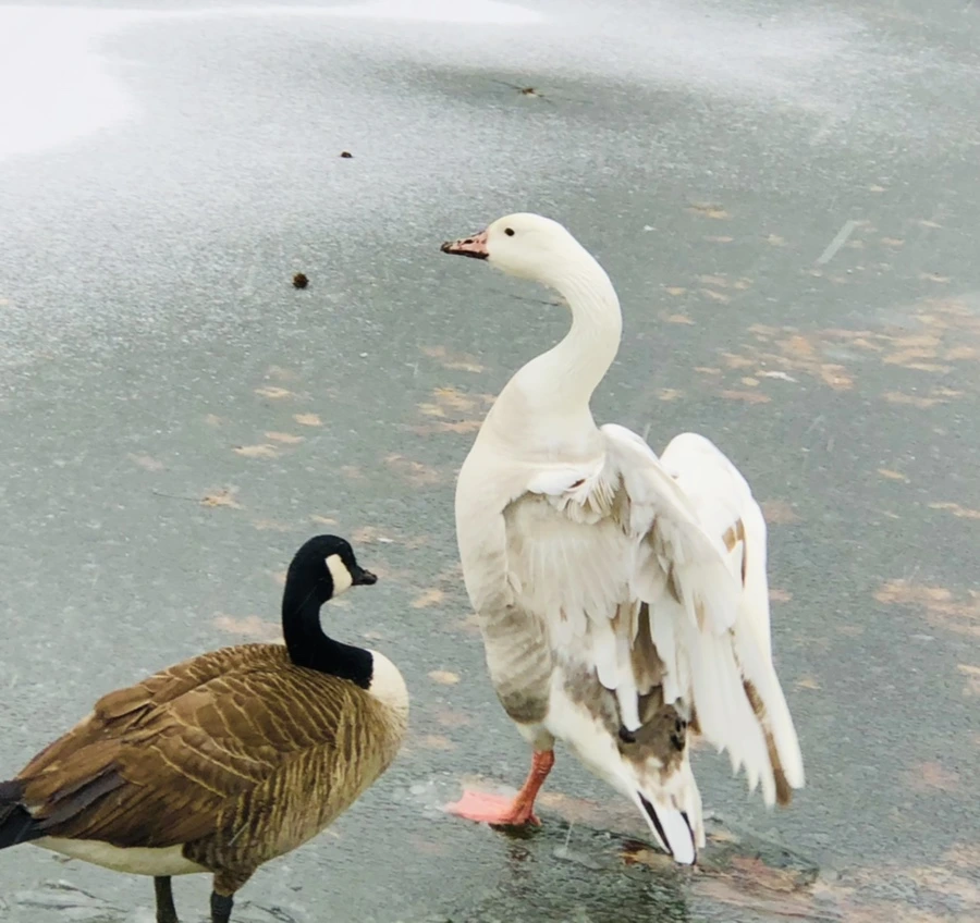 IMG_6007.jpg?type=w966