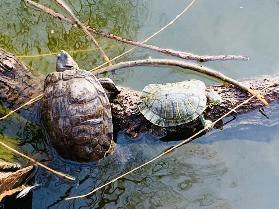 IMG_0332.jpg?type=w966