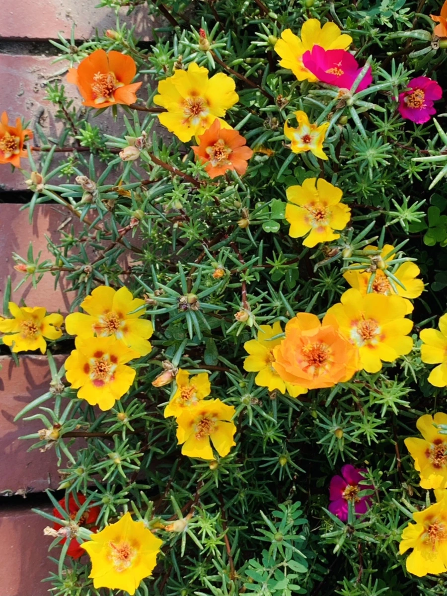 IMG_6657.jpg?type=w966