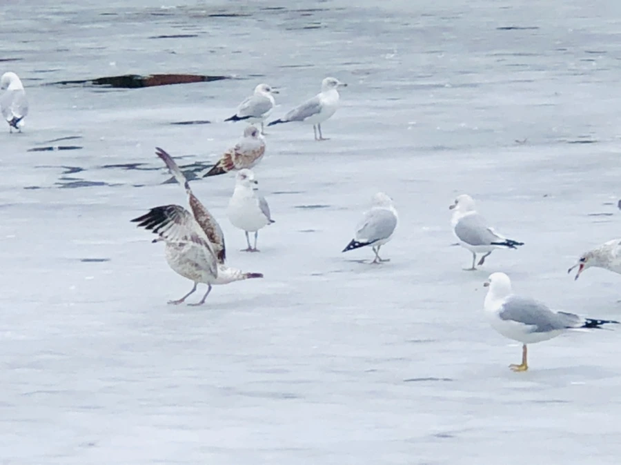 IMG_6342.jpg?type=w966