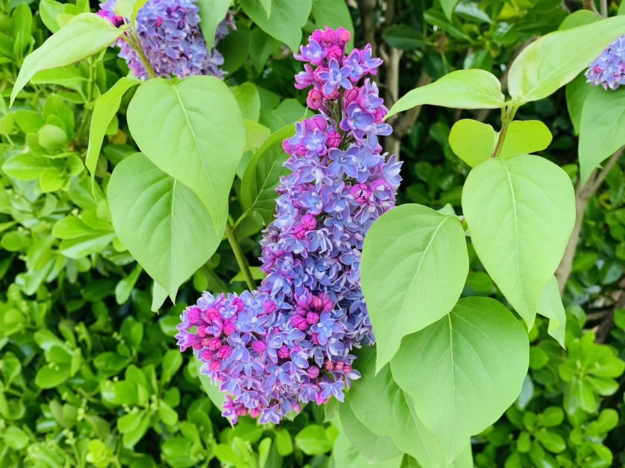 IMG_3625.jpg?type=w966