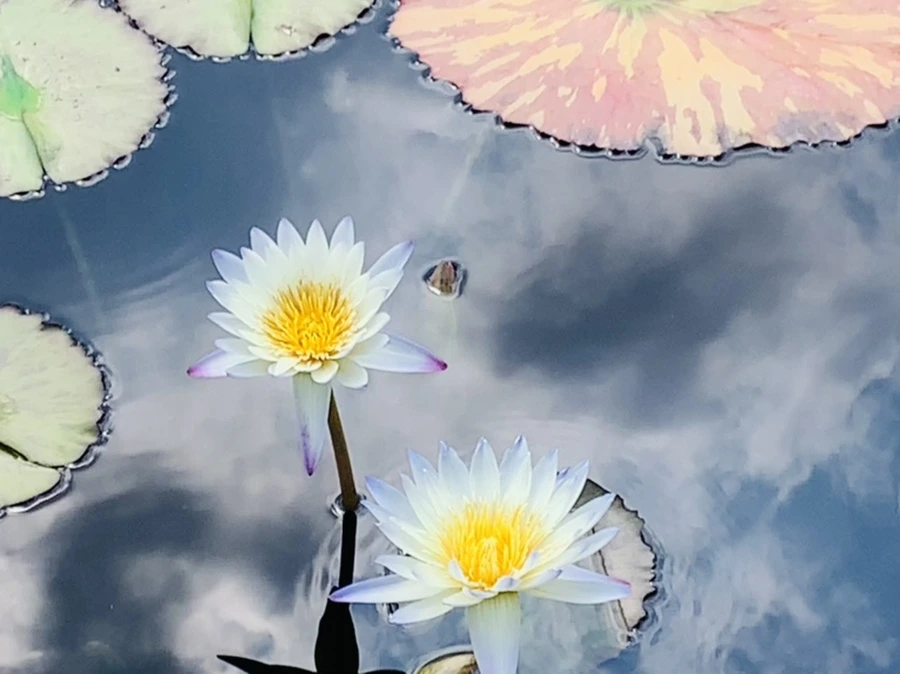 IMG_5404.jpg?type=w966