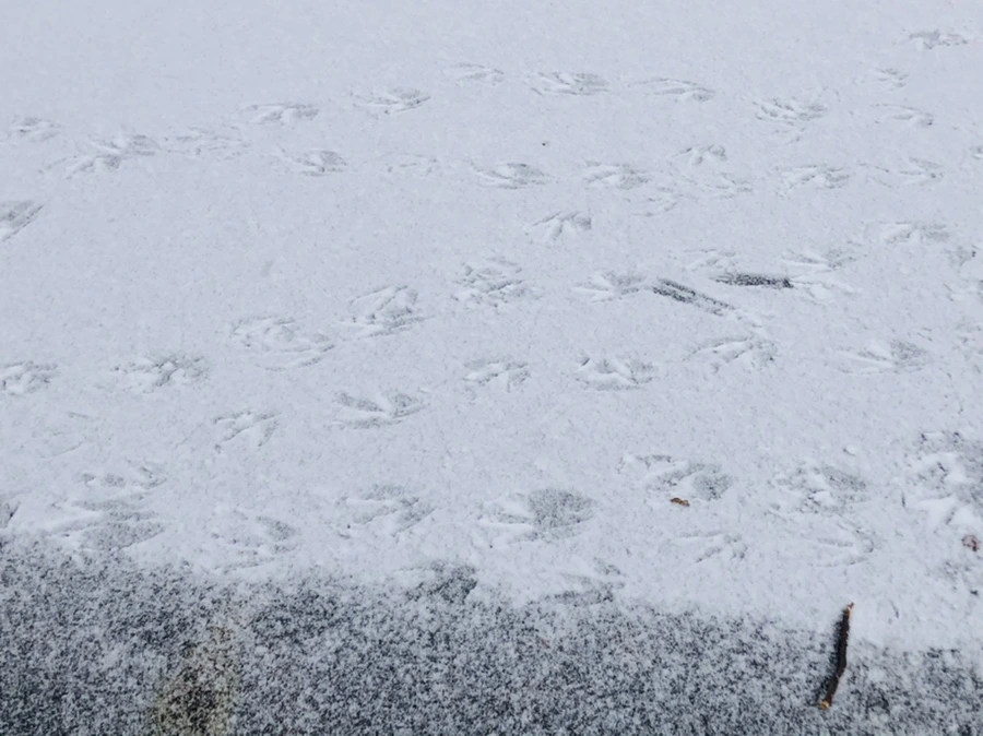 IMG_5910.jpg?type=w966