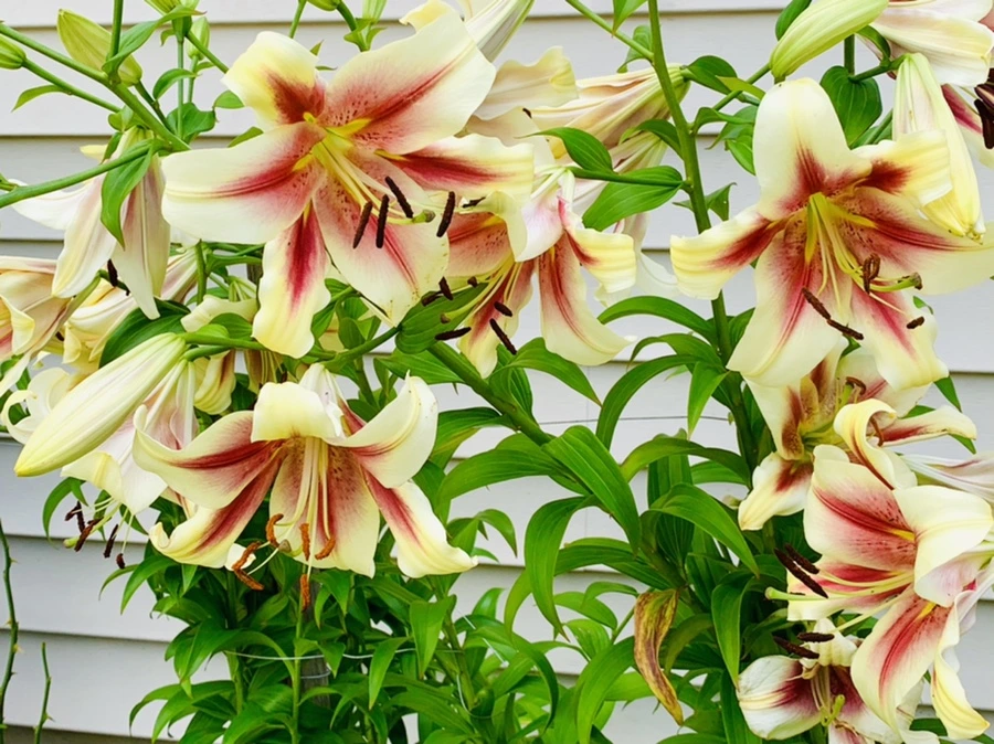 IMG_0668.jpg?type=w966