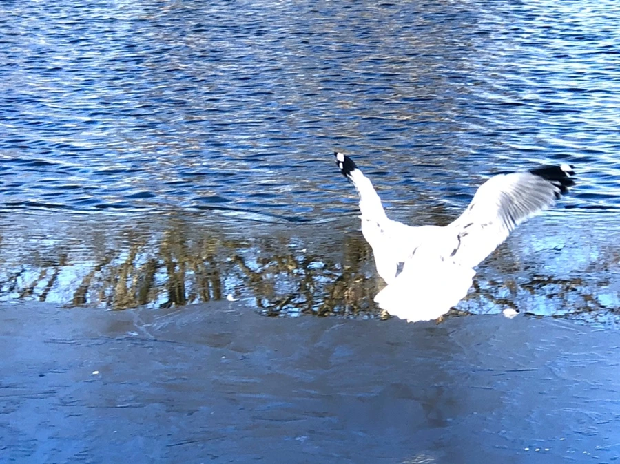 IMG_0574.jpg?type=w966