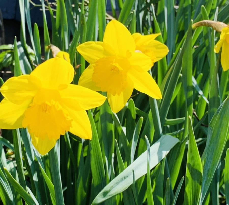 IMG_4327.jpg?type=w966