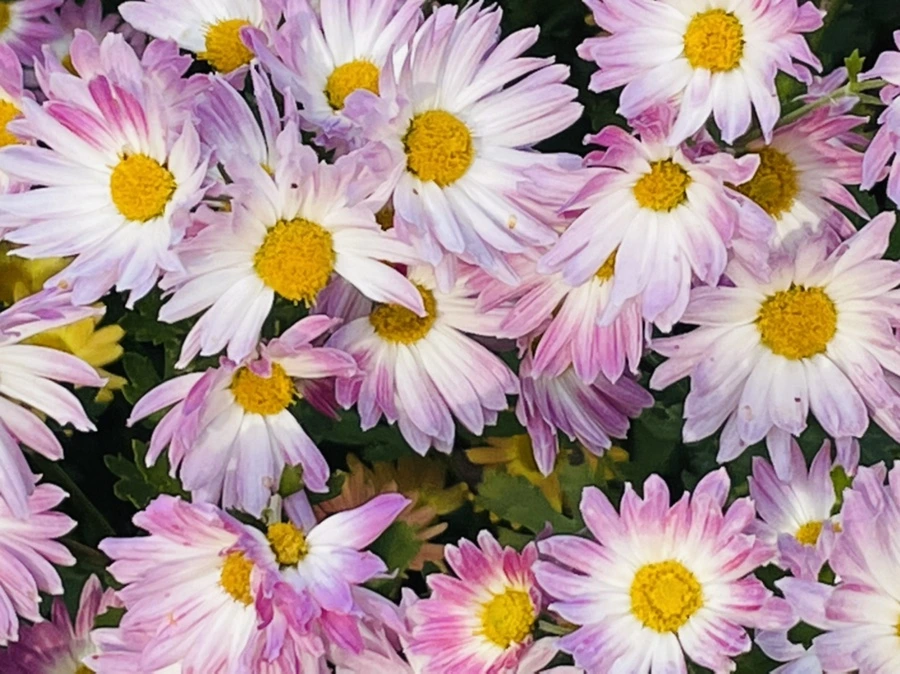 IMG_1147.jpg?type=w966