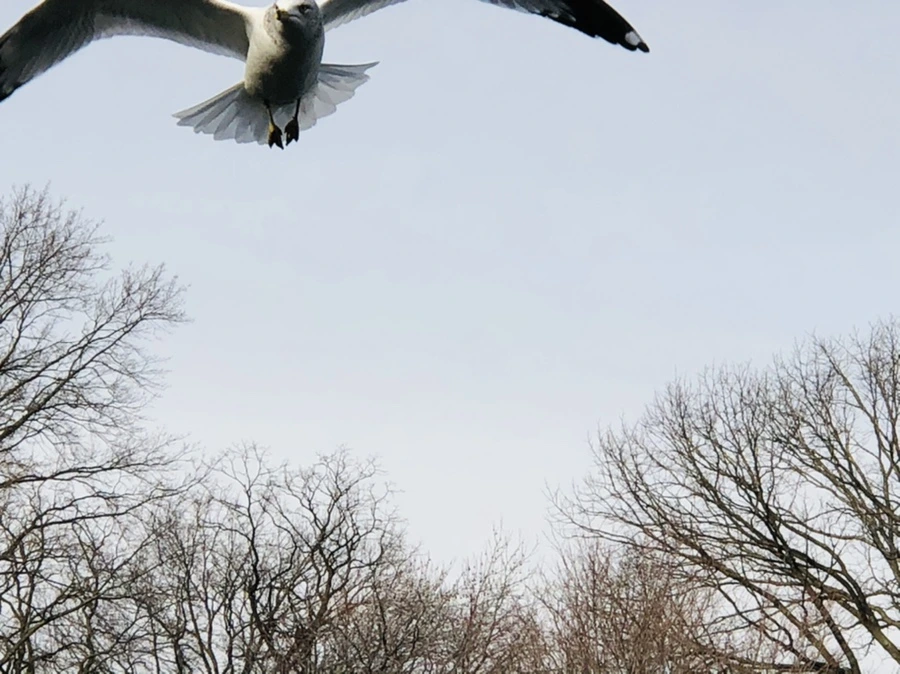 IMG_2128.jpg?type=w966