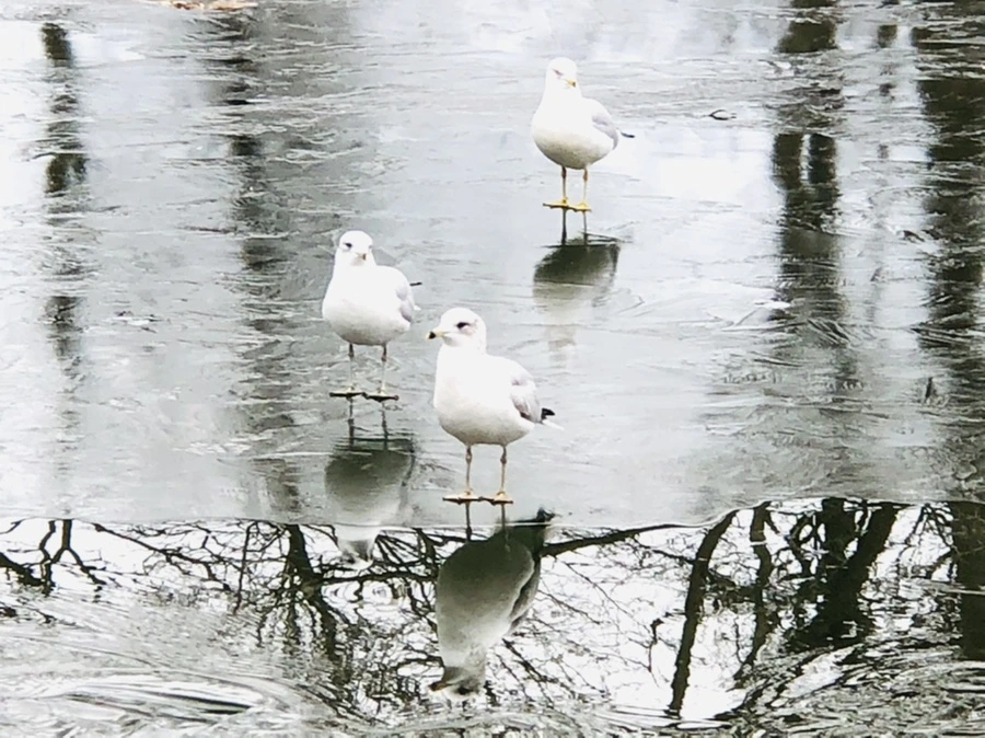 IMG_8966.jpg?type=w966