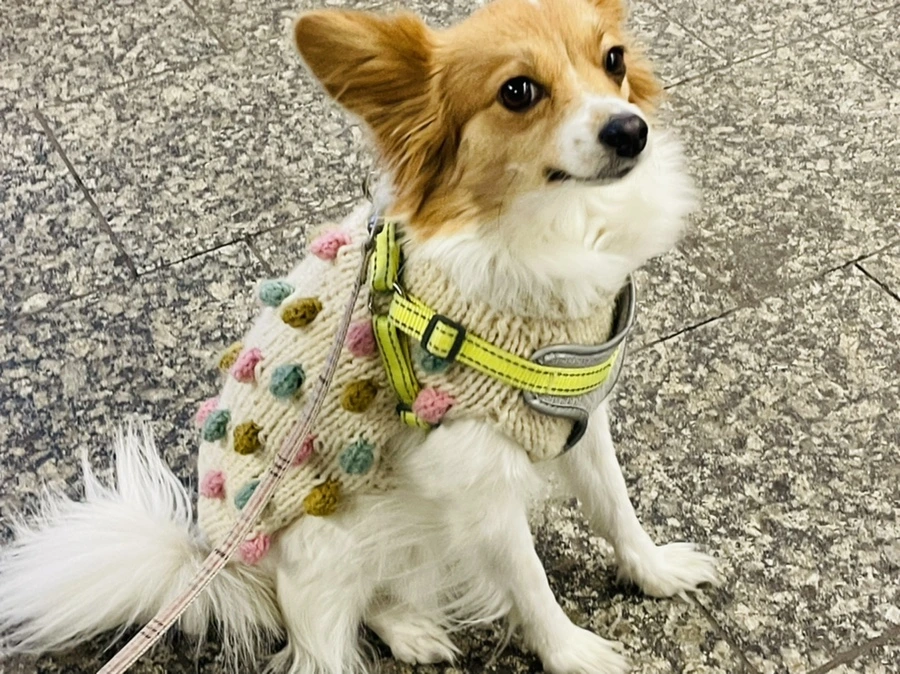 IMG_4508.jpg?type=w966