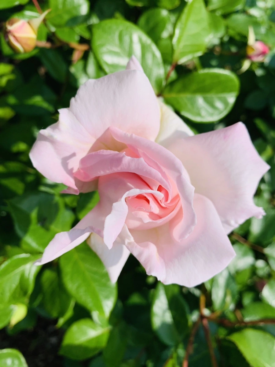 IMG_5896.jpg?type=w966