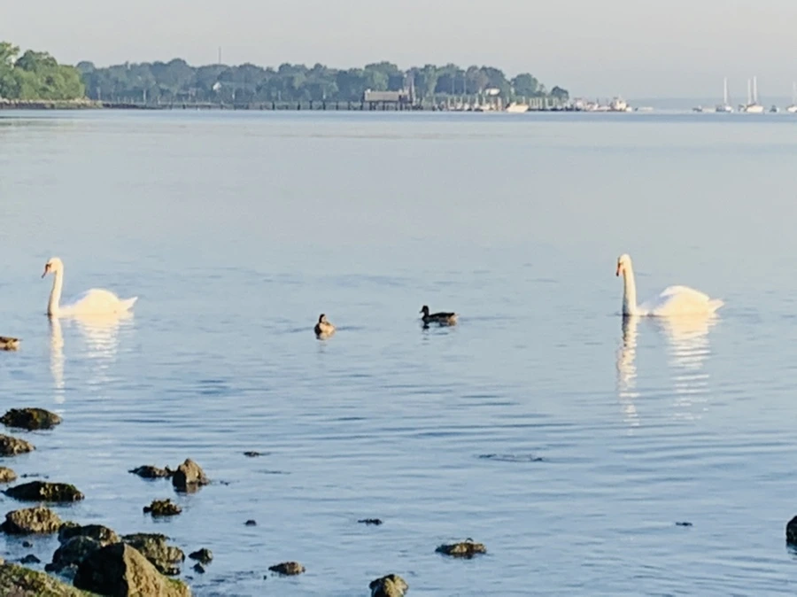 IMG_7377.jpg?type=w966