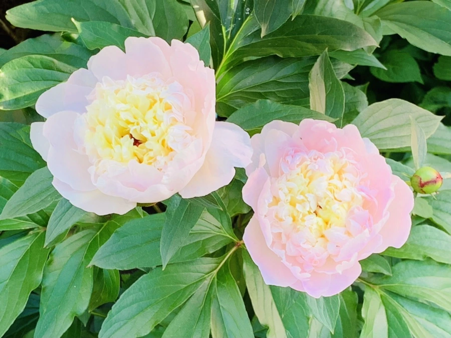 IMG_4079.jpg?type=w966