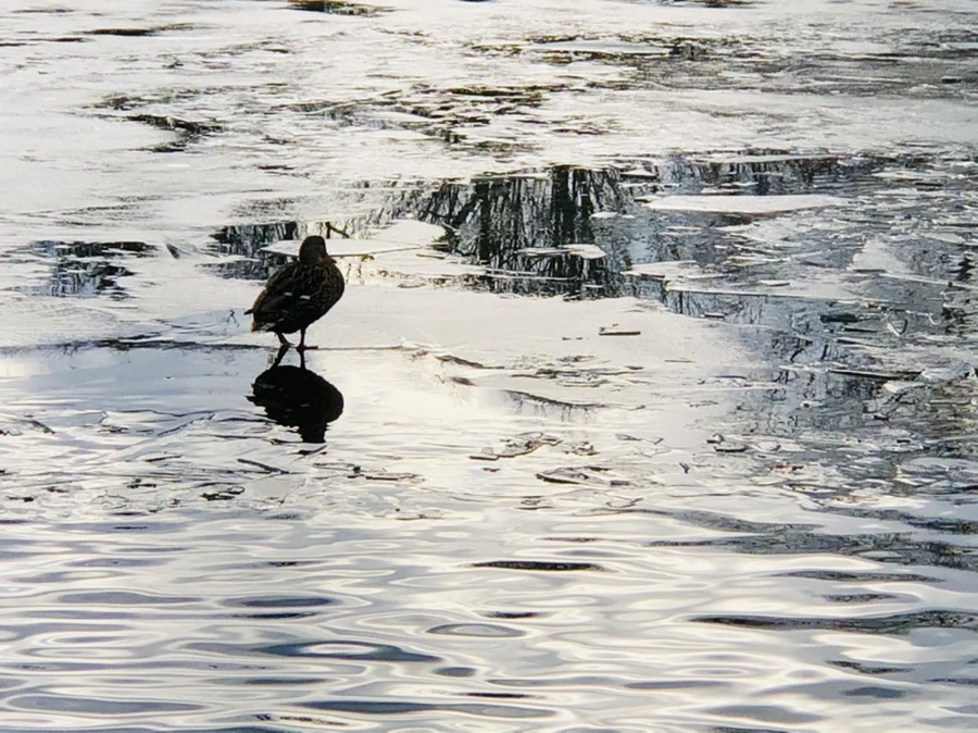 IMG_5034.jpg?type=w966