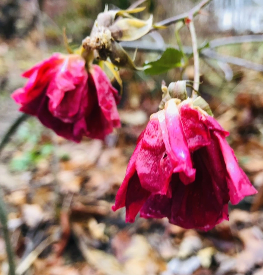 IMG_8105.jpg?type=w966