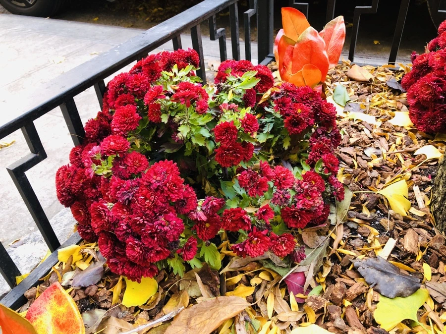 IMG_4957.jpg?type=w966