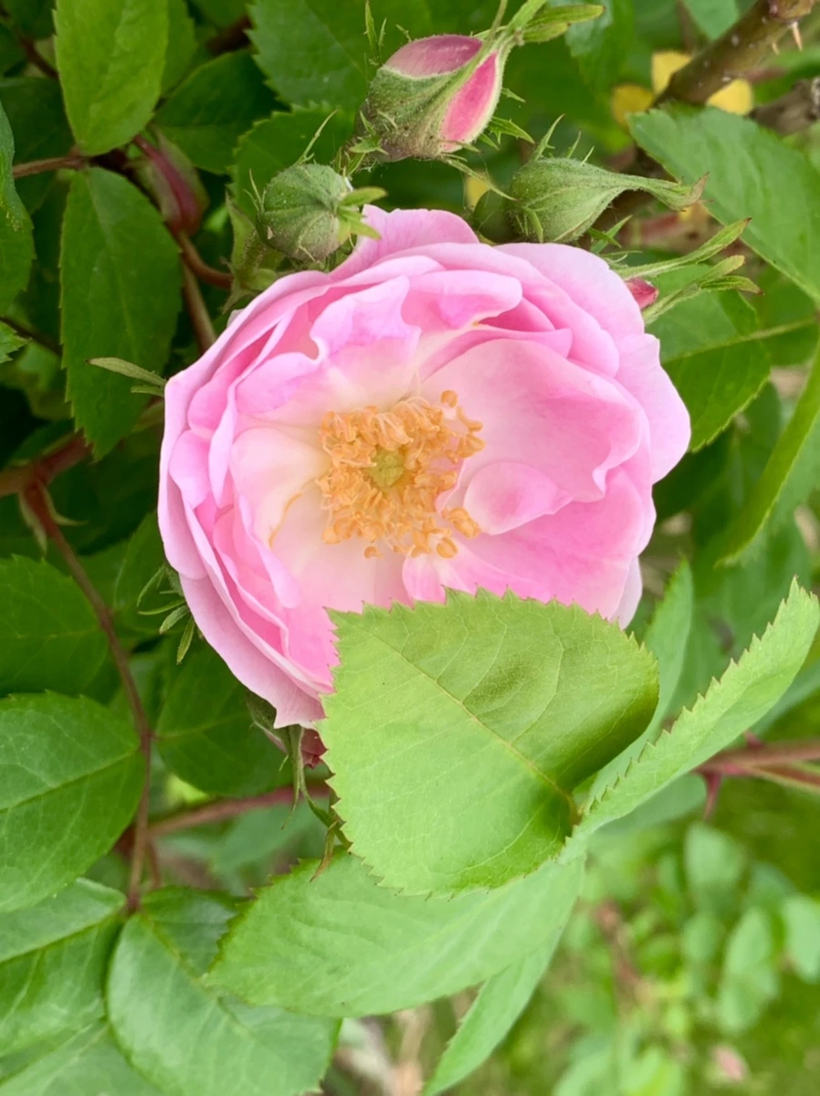 IMG_4851.jpg?type=w966