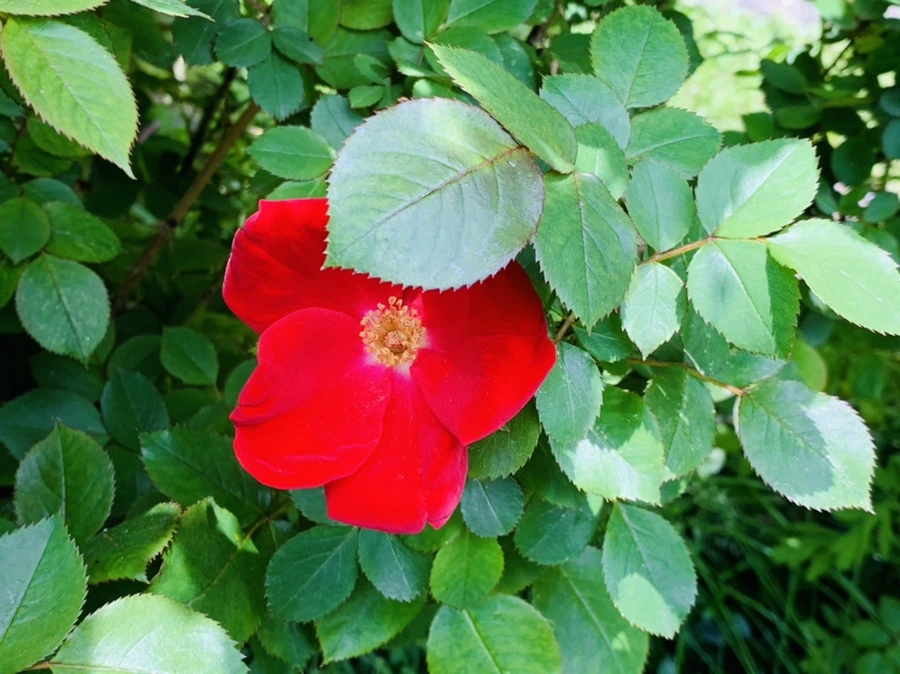 IMG_1511.jpg?type=w966