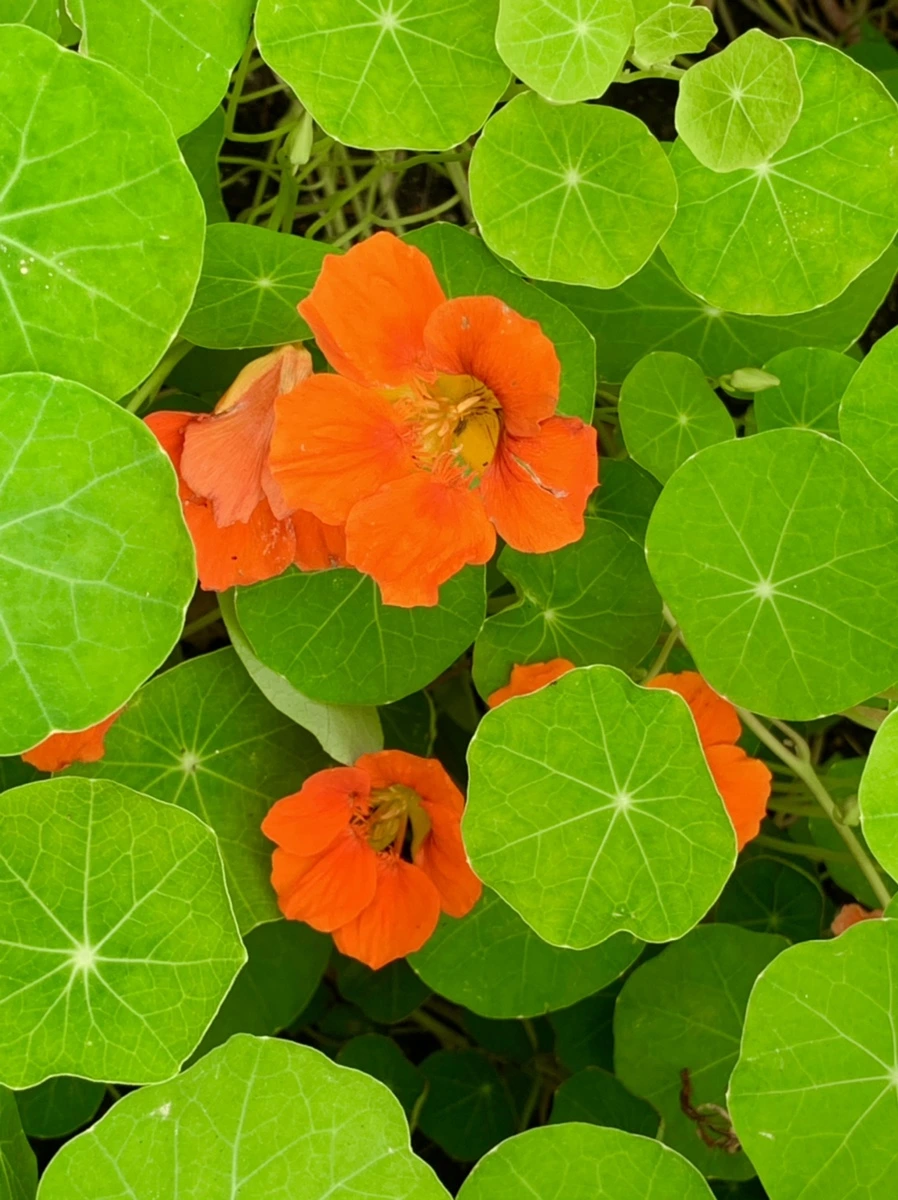 IMG_2652.jpg?type=w966