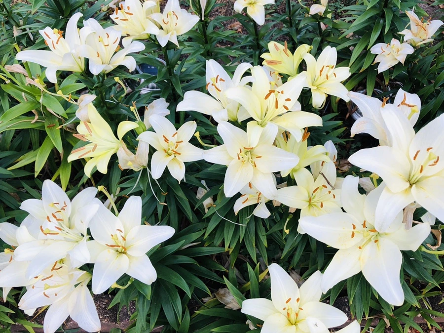 IMG_0909.jpg?type=w966