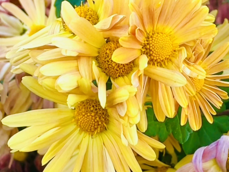 IMG_4104.jpg?type=w966