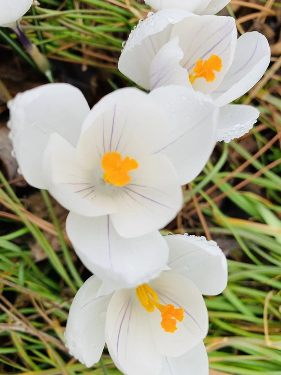 IMG_3785.jpg?type=w966