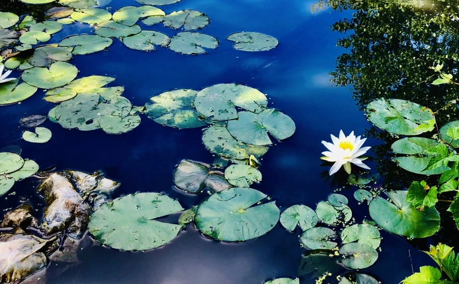 IMG_9880.jpg?type=w966