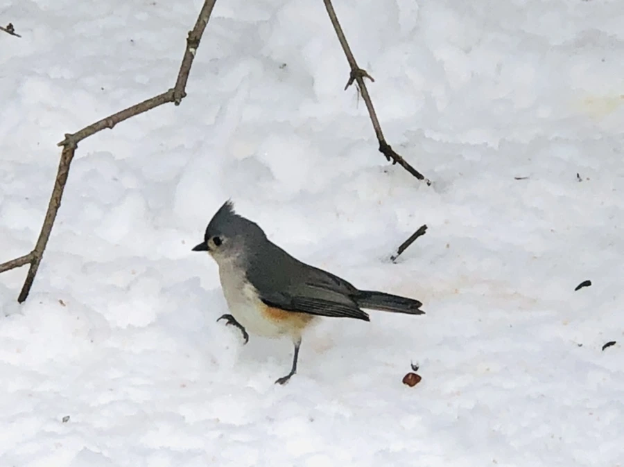 IMG_9269.jpg?type=w966