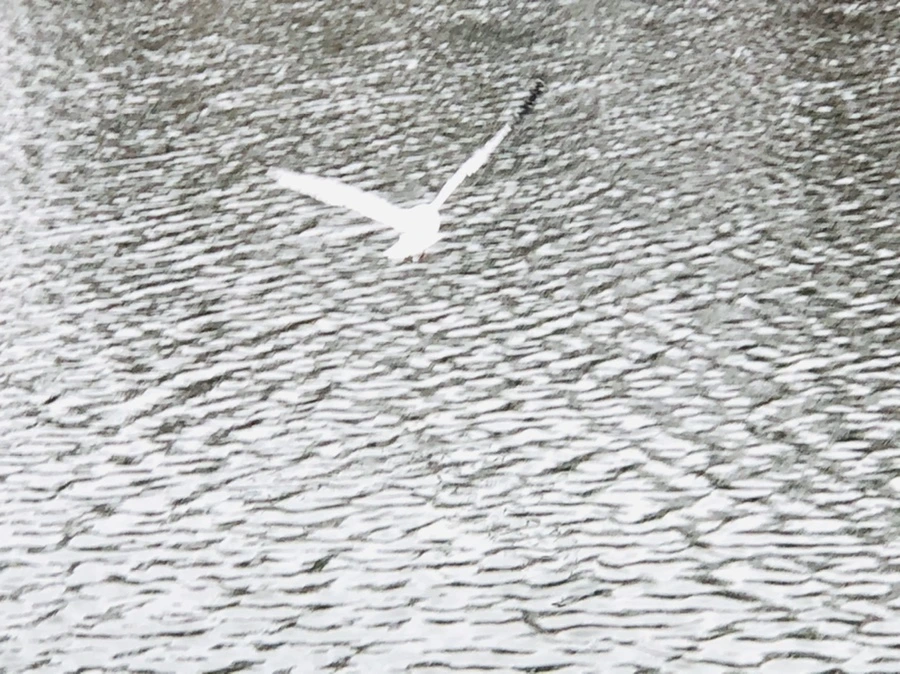 IMG_9613.jpg?type=w966